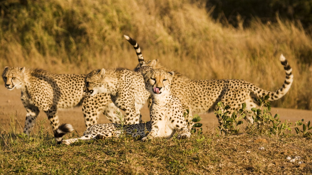Somaliland's government has embraced cheetah conservation, rescuing cubs from smugglers.