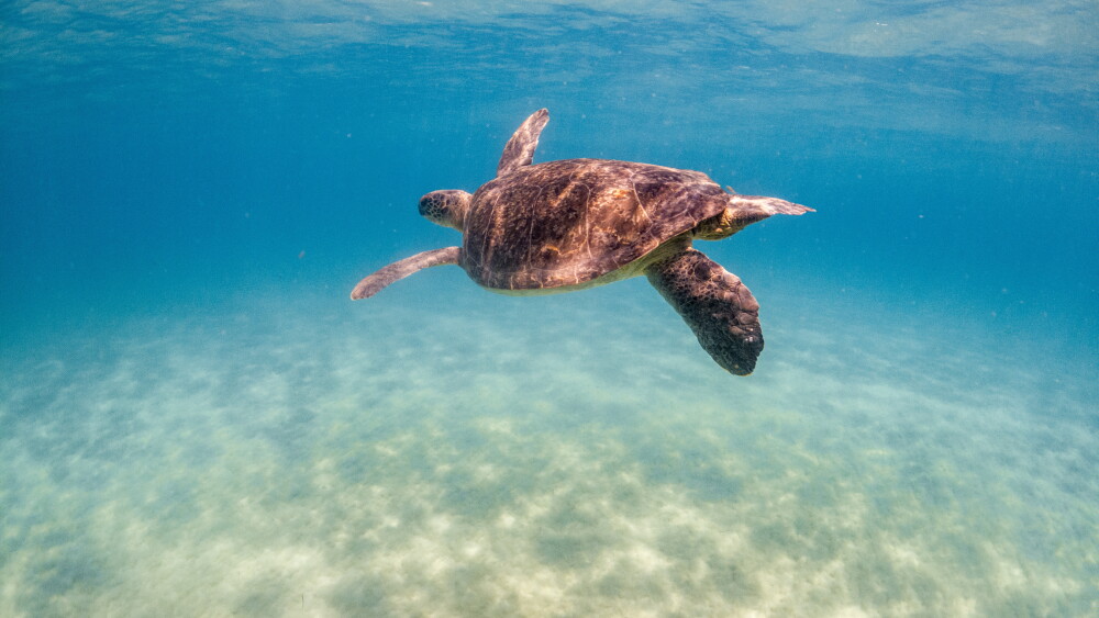 A sea turtle in the Mediterranean Sea in North Cyprus.